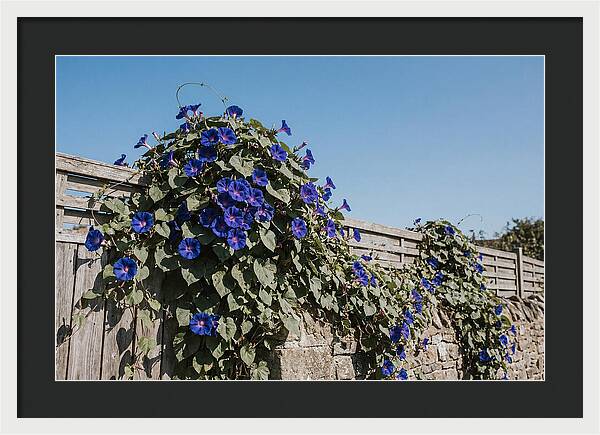 Morning Glory Blooms At Dawn