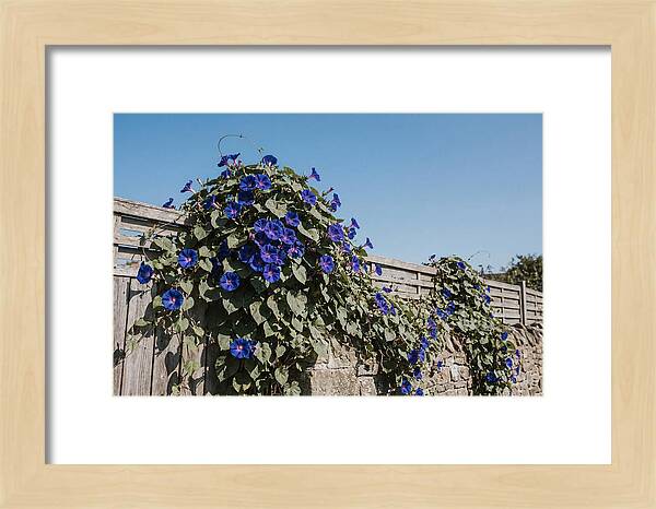 Morning Glory Blooms At Dawn