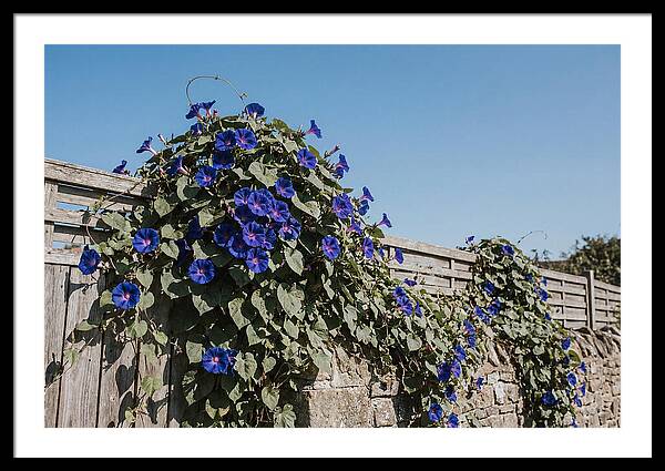 Morning Glory Blooms At Dawn