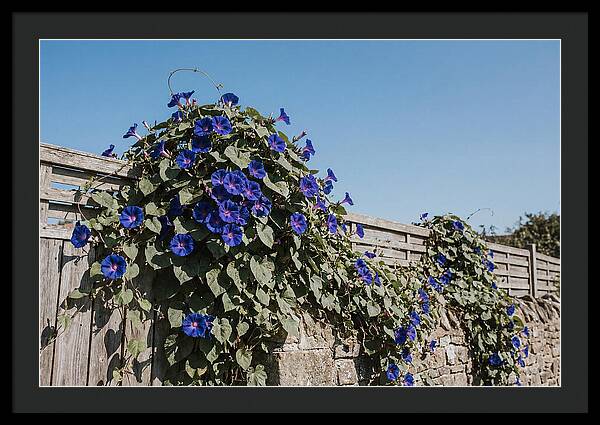 Morning Glory Blooms At Dawn