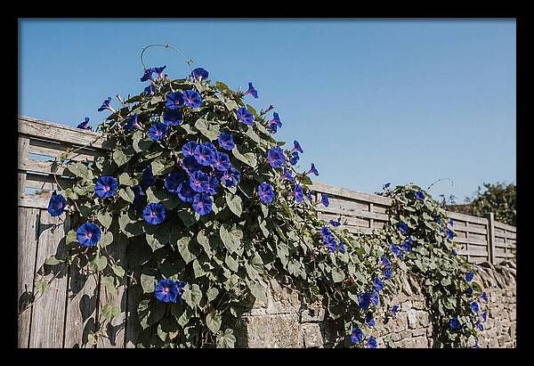 Morning Glory Blooms At Dawn