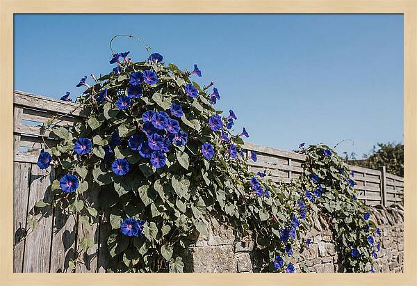 Morning Glory Blooms At Dawn