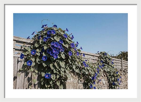 Morning Glory Blooms At Dawn