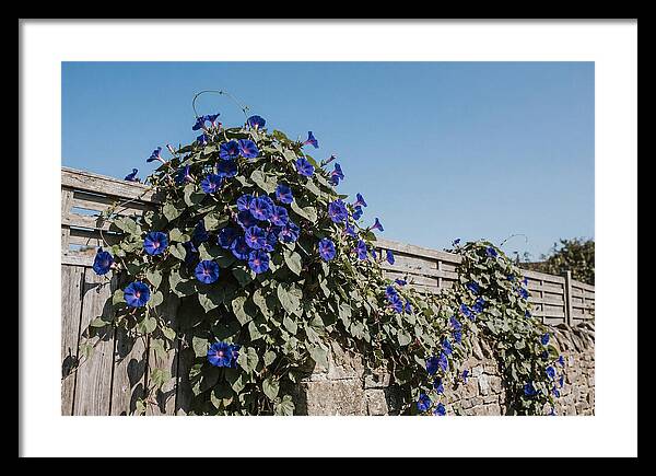Morning Glory Blooms At Dawn