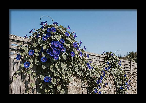 Morning Glory Blooms At Dawn