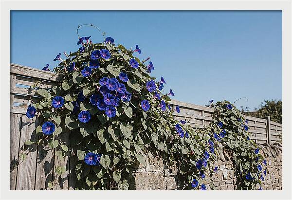 Morning Glory Blooms At Dawn