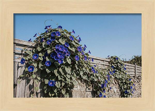 Morning Glory Blooms At Dawn