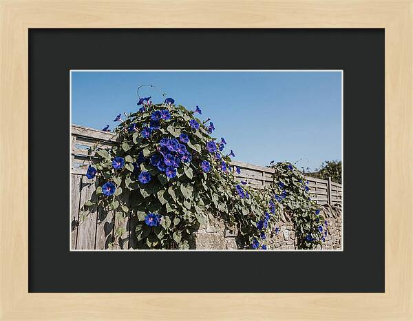 Morning Glory Blooms At Dawn