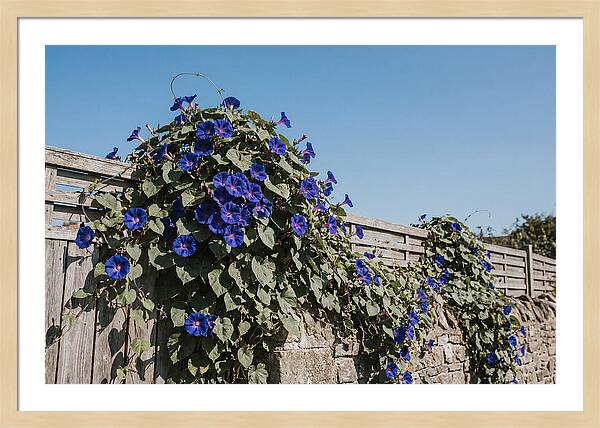 Morning Glory Blooms At Dawn