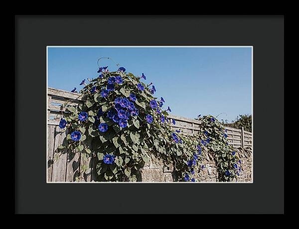 Morning Glory Blooms At Dawn