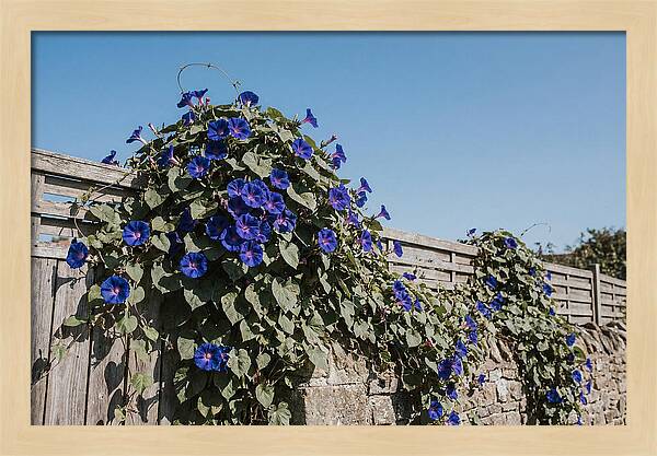Morning Glory Blooms At Dawn