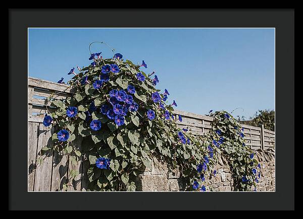 Morning Glory Blooms At Dawn