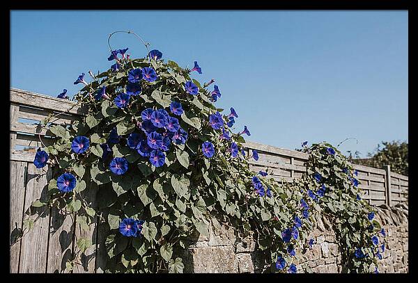 Morning Glory Blooms At Dawn