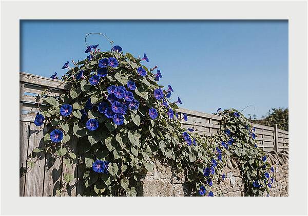 Morning Glory Blooms At Dawn