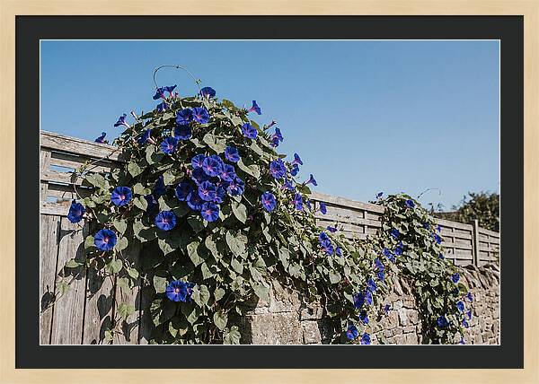 Morning Glory Blooms At Dawn