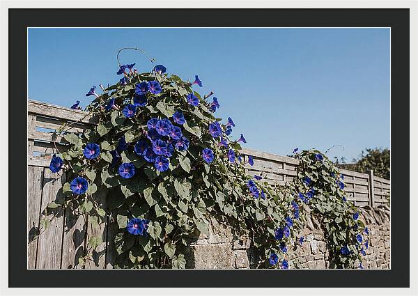 Morning Glory Blooms At Dawn