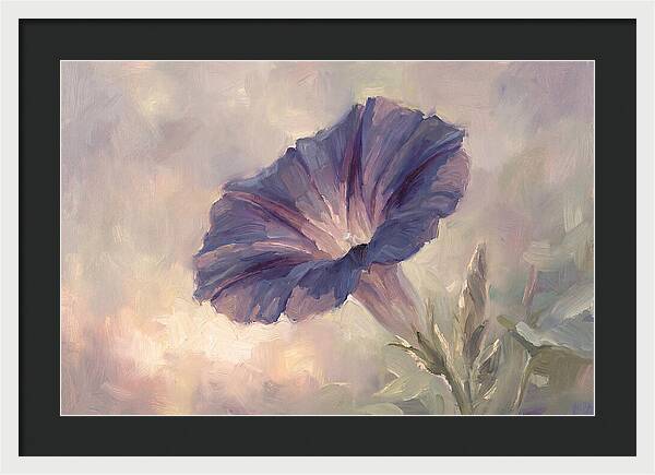Morning Glory Opening At Dawn