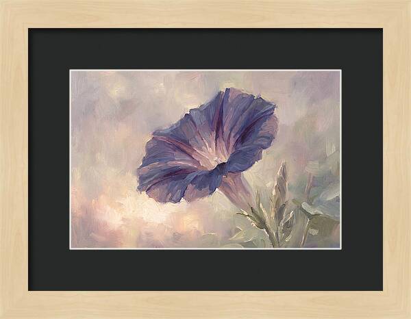 Morning Glory Opening At Dawn