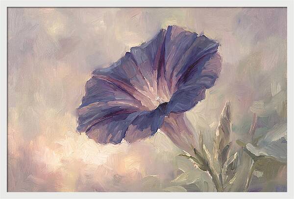 Morning Glory Opening At Dawn