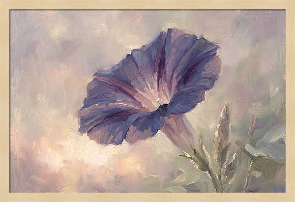 Morning Glory Opening At Dawn