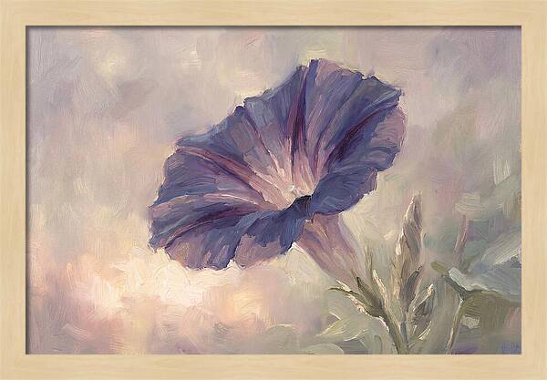 Morning Glory Opening At Dawn