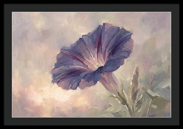 Morning Glory Opening At Dawn