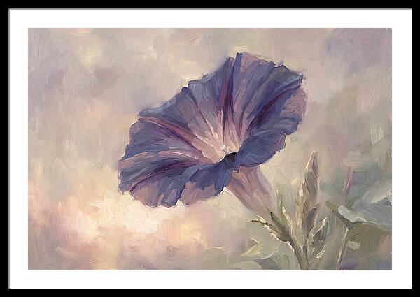 Morning Glory Opening At Dawn