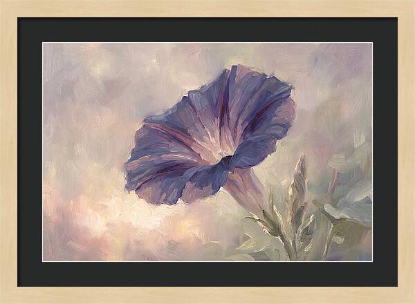 Morning Glory Opening At Dawn