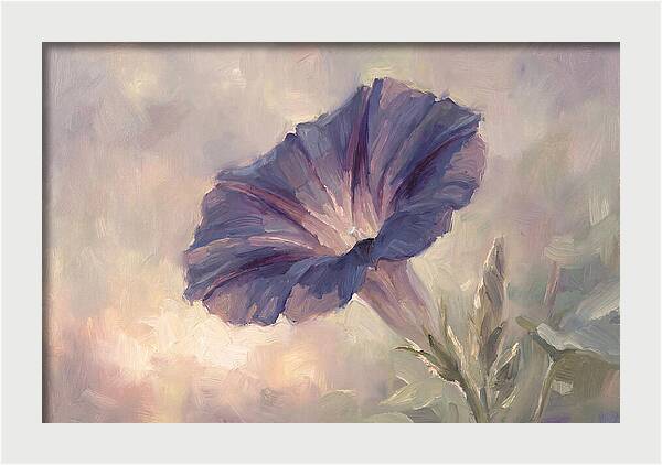 Morning Glory Opening At Dawn