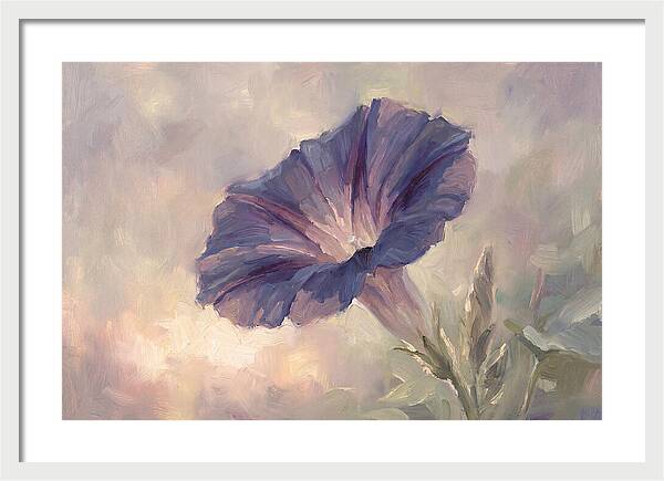 Morning Glory Opening At Dawn