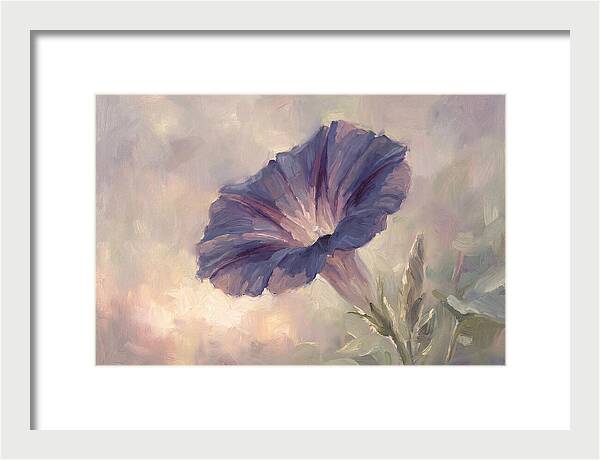 Morning Glory Opening At Dawn