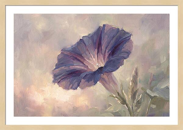Morning Glory Opening At Dawn