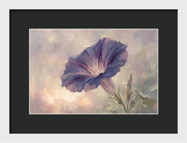 Morning Glory Opening At Dawn