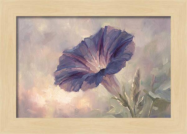 Morning Glory Opening At Dawn