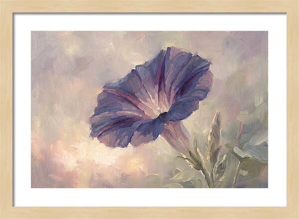 Morning Glory Opening At Dawn