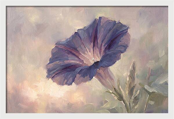 Morning Glory Opening At Dawn