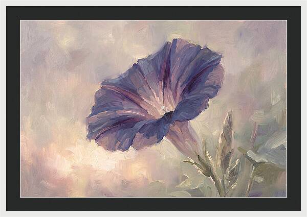 Morning Glory Opening At Dawn