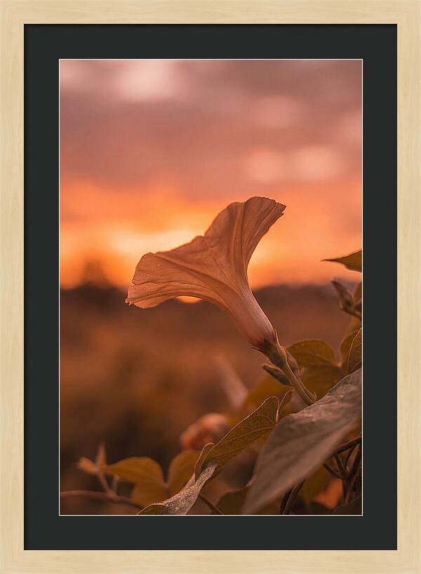 Morning Glory Trumpet Blooming