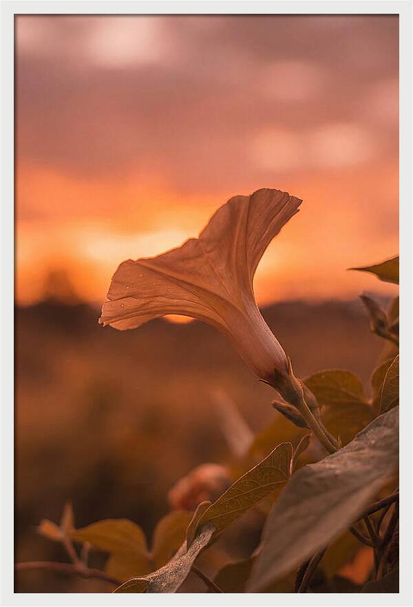 Morning Glory Trumpet Blooming