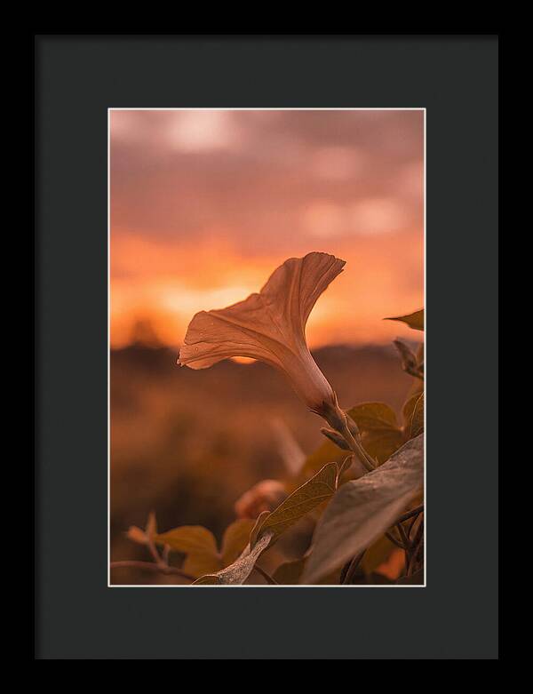 Morning Glory Trumpet Blooming