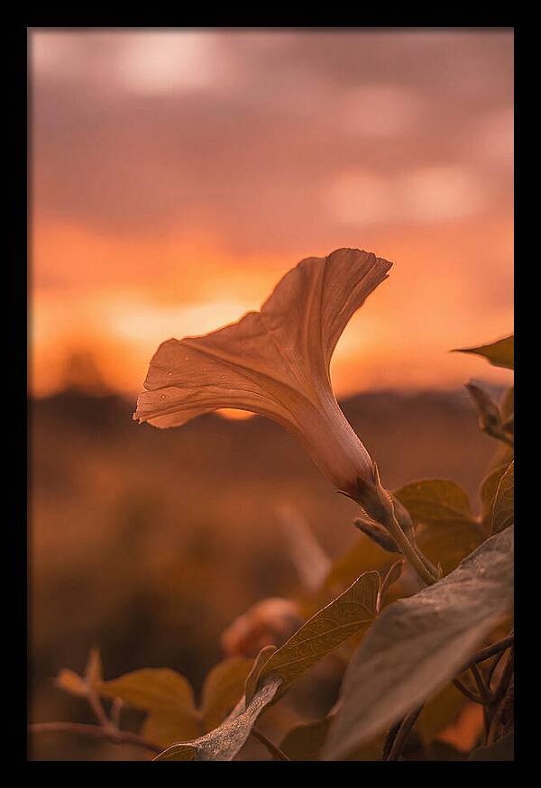 Morning Glory Trumpet Blooming