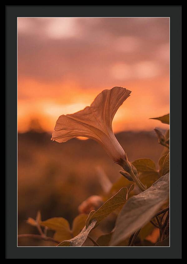 Morning Glory Trumpet Blooming