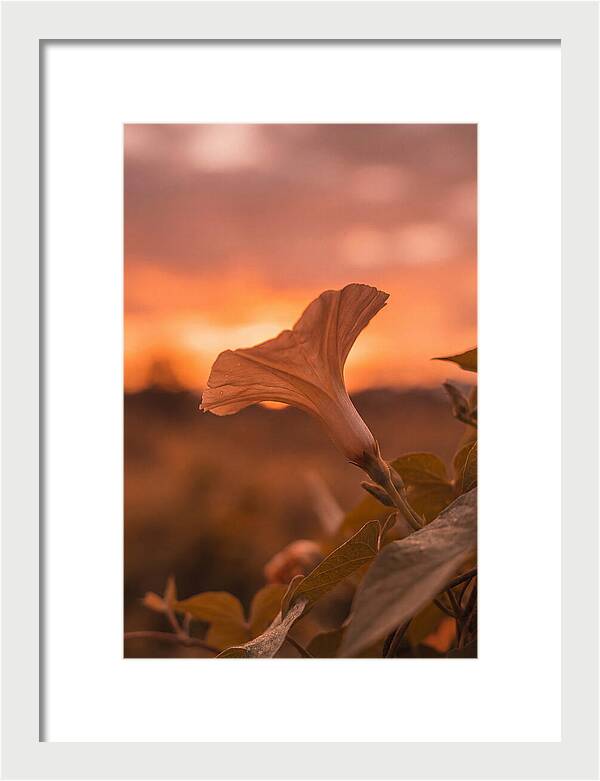 Morning Glory Trumpet Blooming