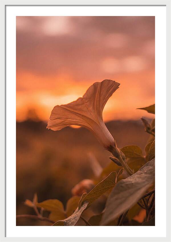 Morning Glory Trumpet Blooming