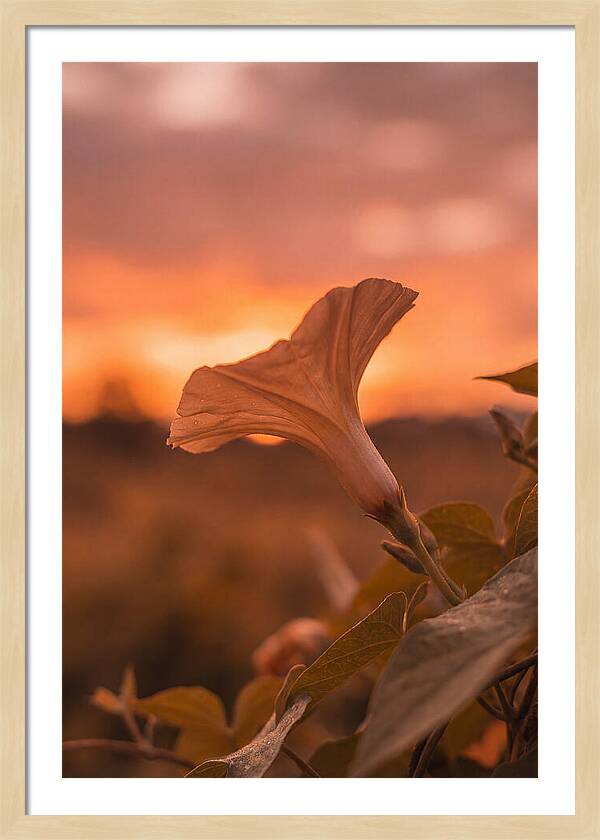 Morning Glory Trumpet Blooming