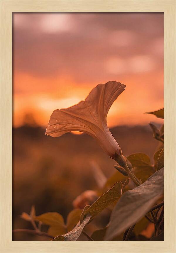 Morning Glory Trumpet Blooming