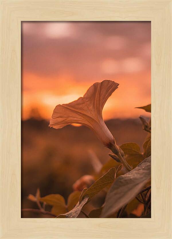 Morning Glory Trumpet Blooming