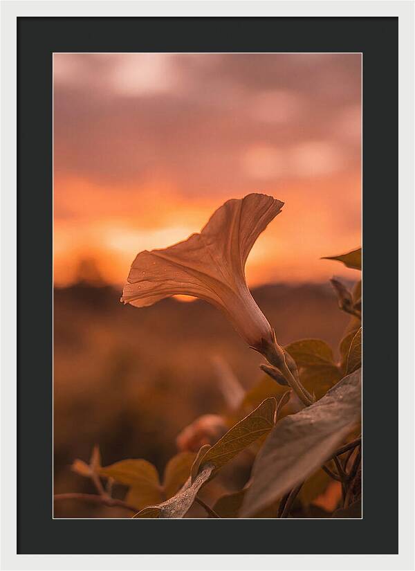 Morning Glory Trumpet Blooming
