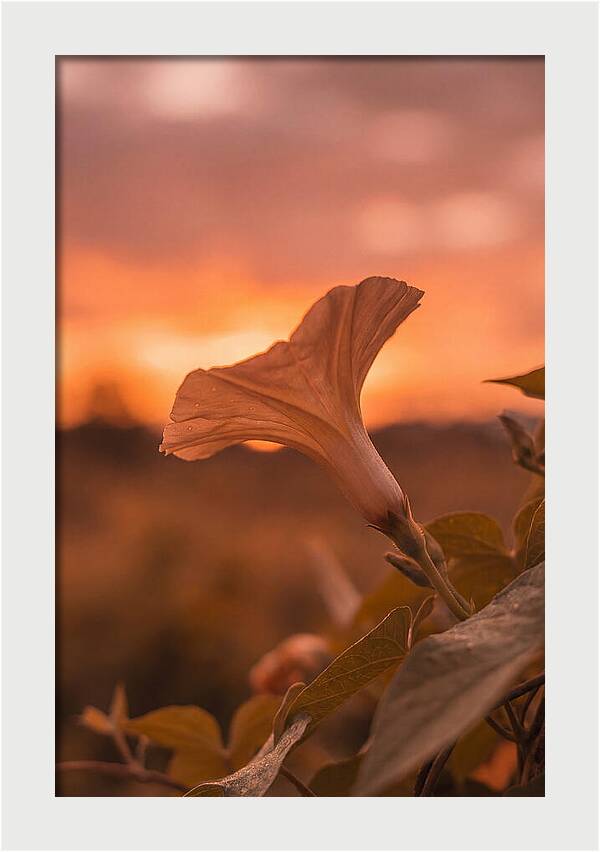 Morning Glory Trumpet Blooming