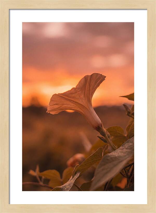 Morning Glory Trumpet Blooming